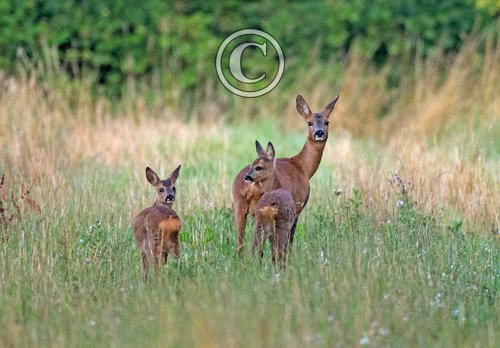 Roe Doe with Two Fawns  DM1600